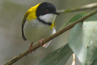 Zwartkapapalis - Apalis nigriceps